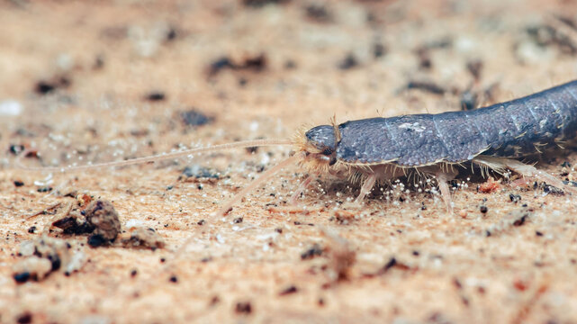 Silverfish walking on dusty ground searching for food