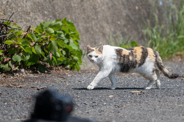 歩いている可愛い野良猫	