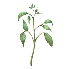 Chili pepper plant with green leaves and stem without flowers and pepper pods fruit. Hand painted in watercolor Capsicum. Isolated botanical illustration for food, spice, gardening and organic design.