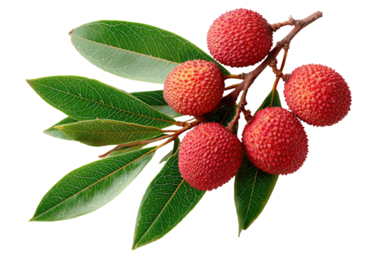 Lychees on branch with green leaves