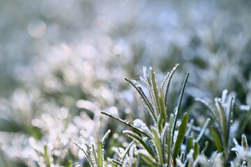A vibrant macro shot of needle lavender leaves coated in sparkling hoarfrost and dew drops, glistening in the soft, bright morning sunlight.
