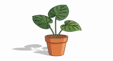 Fototapeta premium plant in pot