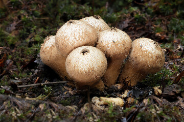 a close up of a group of common puffball fungi. there are six of the mushrooms closely growing together and the forest floor surrounding them has space for text
