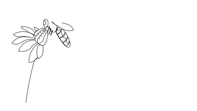Animated self drawing of single continuous line drawing a bee landed on flower. Looking for enough food before returning. Just land in a good place World Bee Day. Full length single line animation