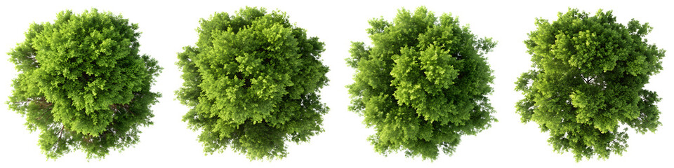 Obraz premium Four trees isolated on transparent background with a birds eye view