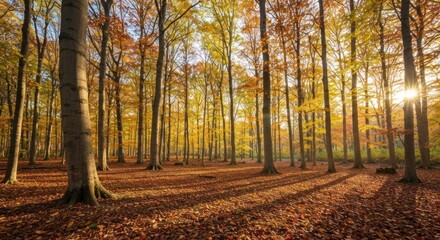 Fototapeta premium Sunlit autumn forest with tall trees casting long shadows on fallen leaves