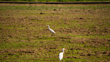 Great Egrets also commonly known as great white herons hunting for food 1