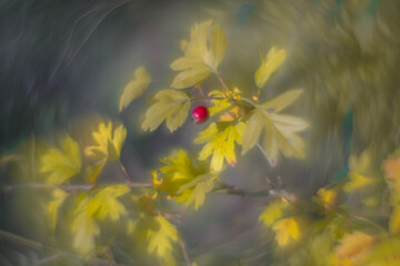 Colorful autumn leaves with a blurred background.