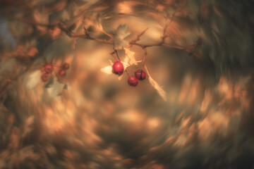 Colorful autumn leaves with a blurred background.