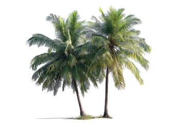 Obraz premium Two palm trees, lush green fronds, against black