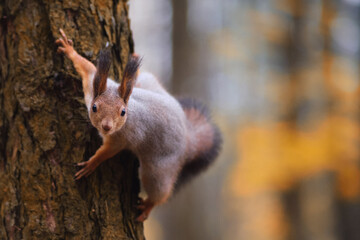 Curious squirrel climbing tree trunk looking at camera, copy space. Wild animal in natural habitat. Woodland and park wildlife concept.