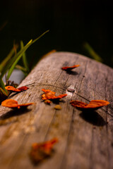 The haunting beauty of wild mushrooms growing in the primeval forests of Vietnam