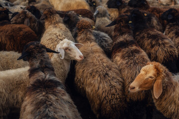 Sheep Herd in a Rural Farm Scene