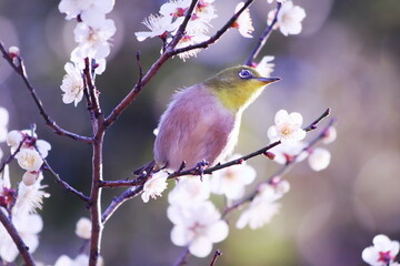 梅の枝に止まるメジロ
