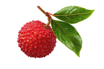 Red lychee fruit, twig, two leaves against black backdrop