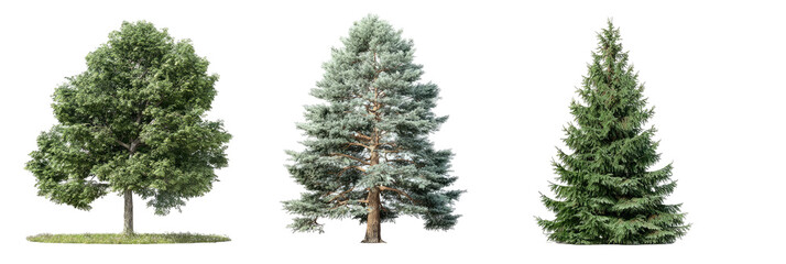 Trio of diverse trees against black