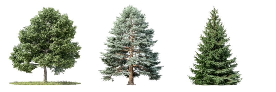 Trio of diverse trees against black