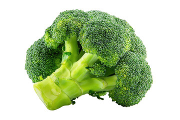 Fresh green broccoli head on a plain background