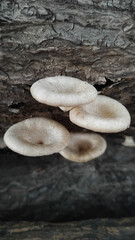 Mushroom on log in nature, mushrooms on a wooden background