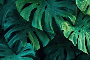 Lush green monstera leaves create a vibrant tropical and natural display