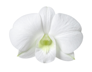 A delicate white orchid with smooth petals and a subtle green center, showcasing natural beauty and elegance.