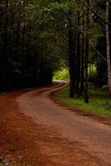 The winding road between rows of old pine trees, a quiet corner enhances the beauty of nature