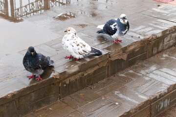 pigeons on the street