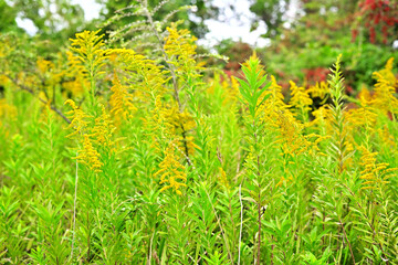 セイタカアワダチソウ