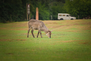 Waterbuck antelope (Kobus ellipsiprymnus) walking on green grass, side view.