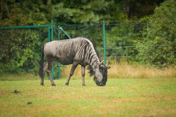 Blue wildebeest (Connochaetes taurinus) grazing on green grass in a zoo enclosure.