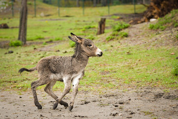 Newborn donkey foal walking on grass slope, still with wet fur.	
