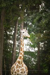 Close-up portrait of a giraffe with trees and cloudy sky in the background.	

