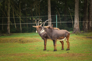 Obraz premium Two sable antelopes standing close together on green grass with forest in the background. 