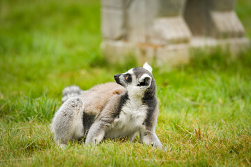 Obraz premium Ring-tailed lemur (Lemur catta) sitting and walking on green grass in a natural outdoor enclosure. Curious primate with long striped tail showing typical behavior and posture.