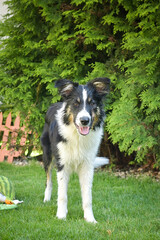 Young Border Collie standing on the grass in the garden, looking at the camera with a happy expression.