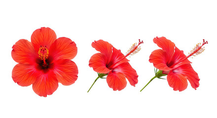Obraz premium Vibrant Red Hibiscus Flowers Isolated On Black Background