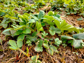 Young strawberry plants growing in soil.