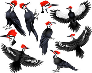 Collection of pileated woodpecker bird in colour image