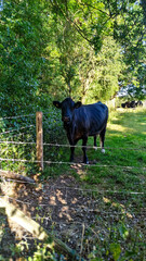 Black Angus cow on farm pasture in Canterbury England