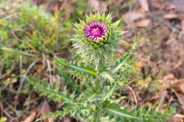 purple thistle flower
