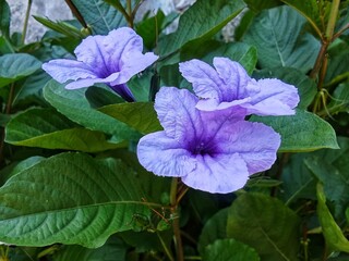 Ruellia flower are very beautiful and elegant 