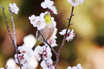 梅の枝に止まるメジロ