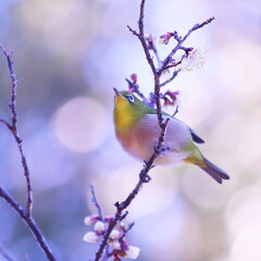 梅の枝に止まるメジロ