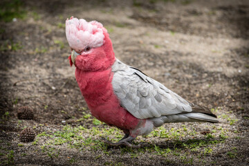 Rose-breasted Cockatoo (Galah) Walking in Australian Grassland
