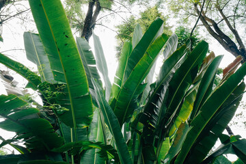 Lush Green Banana Leaves in Tropical Garden