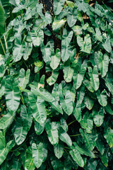 Lush Green Philodendron Plant Foliage