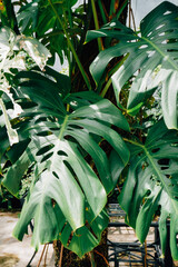 Lush Monstera Plant Climbing Tree Trunk
