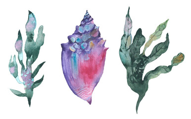 Set of watercolor seaweed and corals isolated on white