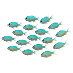 Fototapeta premium School of Small Tropical Fish Swimming Together