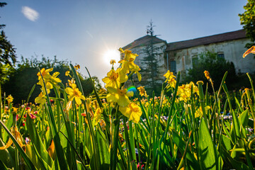Rare flowers in a botanical garden